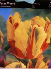 Лале (Tulip Texas Flame)