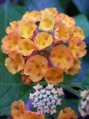 Лантана, оранжева (Lantana)