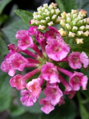 Лантана, розово-лилава (Lantana)