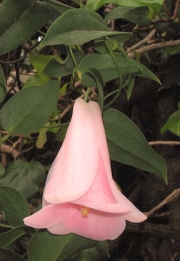 Лапагерия, семена (Lapageria rosea)