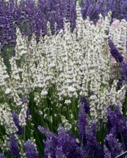 Лавандула (Lavandula x intermedia Edelweiss)