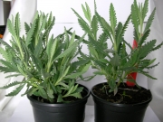 Лавандула, малка (Lavandula)