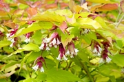 Лейцестерия (Leycesteria Golden Lanterns)