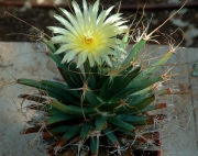Лейхтенбергия (Leuchtenbergia)