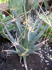 Лейхтенбергия (Leuchtenbergia Principis)