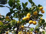 Лимон (Citrus Limon Kitrolemon)