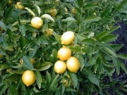 Лимон Майер, китайски лимон (Lemon)