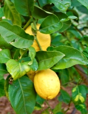 Лимон (Lemon Сitrus limonium)