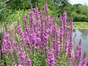 Литрум саликария (lythrum salicaria)