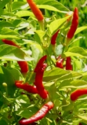 Люти чушки семена Африканско птиче око (Capsicum annum frutescens)