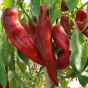 Люти чушки семена Big Jim (Capsicum annum Numex Big Jim)