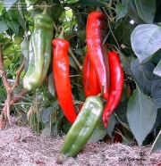 Люти чушки семена (Capsicum annum Anaheim)