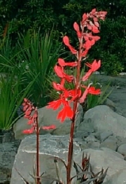 Лобелия фулгенс (Lobelia fulgens)