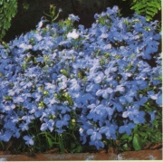 Лобелия (Lobelia erinus modra)