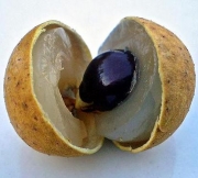 Лонган, Драконово око, семена (Longan, Dragon Eye)