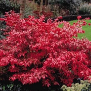 Евонимус алатус, огнен храст (Euonymus alatus)