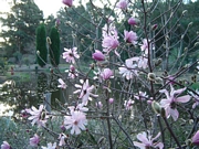 Магнолия Стелата Розея (Magnolia stellata Rosea Leonard Messel)