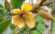 Магнолия  Фиго вечнозелена (Magnolia figo)