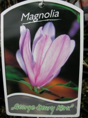 Магнолия (Magnolia George Henry Kern)