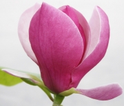 Магнолия (Magnolia Lennei)