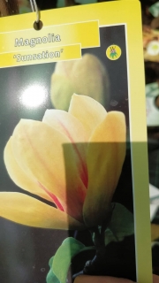Магнолия (Magnolia Sunsation)