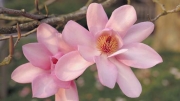 Магнолия, семена (Magnolia campbellii Pink Tulip Tree)