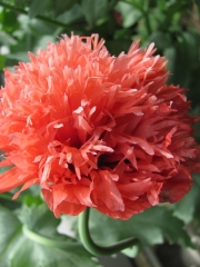Мак, семена (Papaver somniferum)