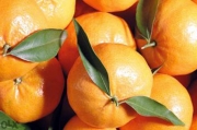 Мандарина, цитрус Клементина (Citrus Clementina)