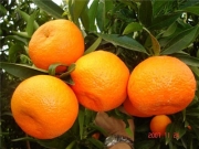 Мандарина, цитрус хибрид (citrus ibrido tacle)