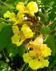 Маркхамия, семена (Markhamia lutea, Nile Tulip Tree)