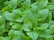 Маточина, лимонче, пчеляк, кошерджийска трева (Melissa officinalis)