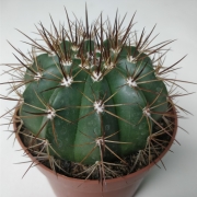 Мелокактус (Melocactus)