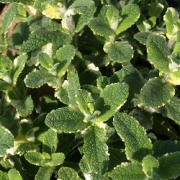 Мента (Mentha)