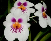 Милтониопсис Теменужена орхидея (Miltoniopsis)