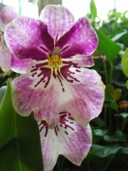 Милтониопсис Теменужена орхидея (Miltoniopsis)