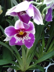 Милтониопсис Теменужена орхидея (Miltoniopsis)