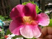 Мимулус Клоунско цвете разсад, микс, различни цветове (Mimulus mix)