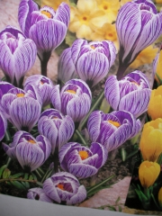 Минзухар (Crocus)