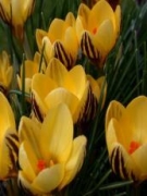 Минзухар жълт (crocus golden yellow)