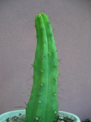 Миртилокактус (Myrtillocactus)
