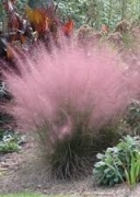Мюленбергия семена (Muhlenbergia)