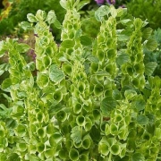 Молуцела разсад (Molucella laevis)