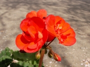 Мушкато червено (Pelargonium light red)