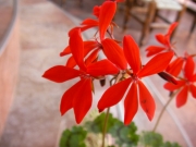 Мушкато (Pelargonium)