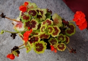 Мушкато (Pelargonium)