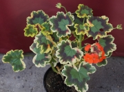 Мушкато (Pelargonium)