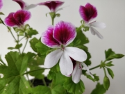 Мушкато (Pelargonium)