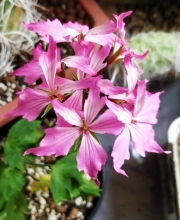 Мушкато (Pelargonium)