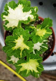 Мушкато (Pelargonium)