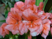 Мушкато, розово (Pelargonium dark pink)